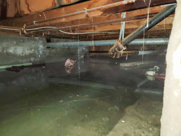 Best Carpet water damage restoration  in Wabasso Beach, FL